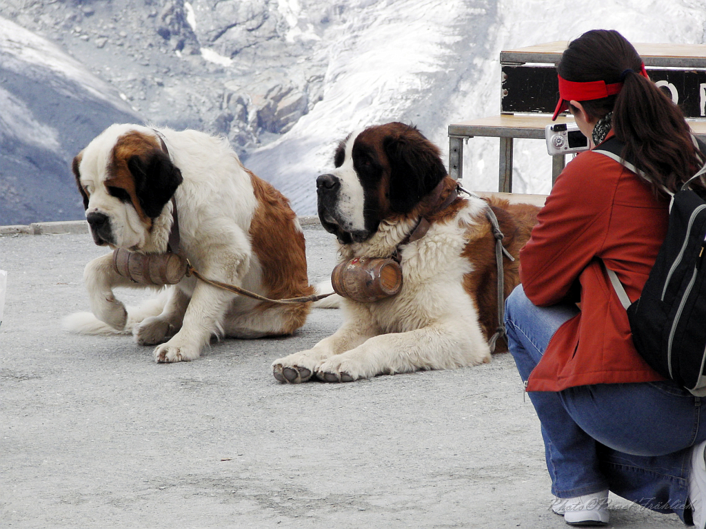 Bernardyni, Gornergrat.jpg -            